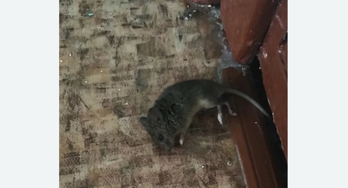Дезинфекция от мышей в Талице